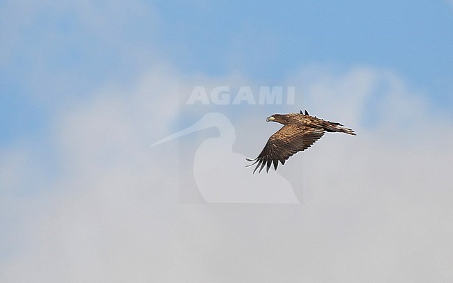 Juvenile White-tailed Eagle (Haliaeetus albicilla) in flight at Gedser in Denmark. Seen from the side, showing upper wing. stock-image by Agami/Helge Sorensen,