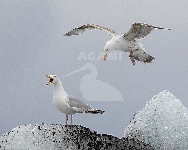 Herring Gull (Larus argentatus), immature in flight landing close to an adult, Southern Region, Iceland stock-image by Agami/Saverio Gatto,