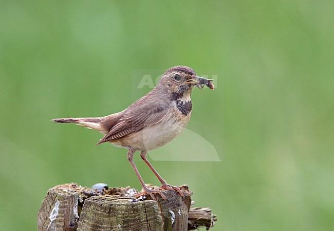 Blauwborst met voer, White-spotted Bluethroat with food stock-image by Agami/Reint Jakob Schut,