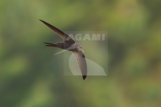 Plain Swift, Apus unicolor, on Madeira island, Portugal. stock-image by Agami/Daniele Occhiato,