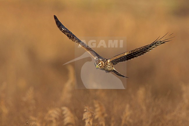 Blauwe Kiekendief vrouw in vlucht; Hen Harrier female in flight stock-image by Agami/Daniele Occhiato,