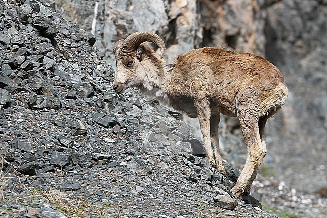 The Argali, or the mountain sheep (species Ovis ammon) is a wild sheep that roams the highlands of Central Asia (Himalaya, Tibet, Altay). stock-image by Agami/James Eaton,