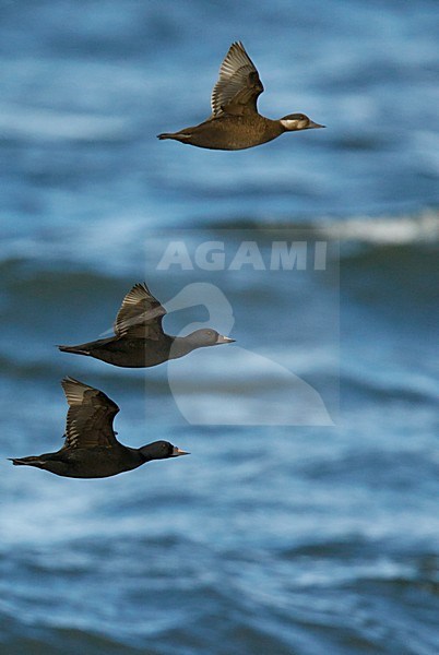 Paar Zwarte ZeeÃ«end vliegend boven zee; Pair of Common Scoters flying above the sea stock-image by Agami/Markus Varesvuo,