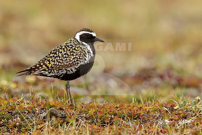 Pacific Golden Plover (Pluvialis fulva)  perched on the tundra in Nome, Alaska. stock-image by Agami/Glenn Bartley,