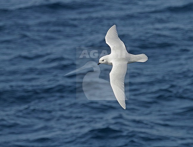 Snow Petrel (Pagodroma nivea) in flight over the southern atlantic ocean off Antarctica. stock-image by Agami/Pete Morris,