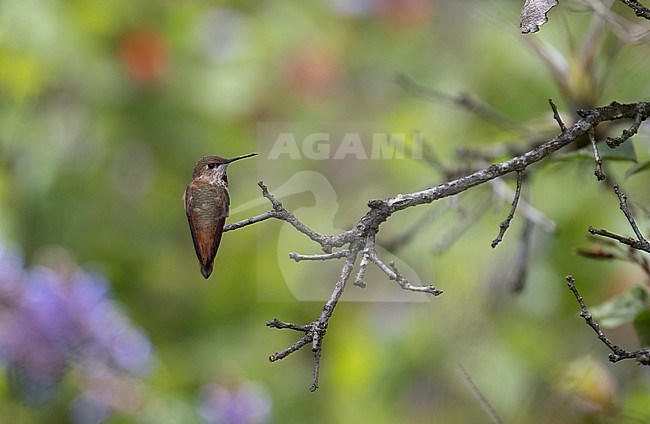 Rufous Hummingbird (Selasphorus rufus) perched on a branch at Coajomulco Trail, Morelos, Mexico stock-image by Agami/Helge Sorensen,