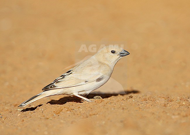 Desert Sparrow, Passer simplex, in Morocco. stock-image by Agami/Chris van Rijswijk,