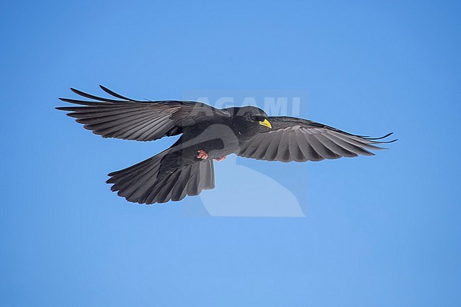 Alpine Chough (Pyrrhocorax graculus) flying aginst blue sky in swiss Alps. stock-image by Agami/Marcel Burkhardt,