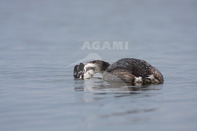 Vissende Fuut; Great Crested Grebe fishing stock-image by Agami/Karel Mauer,