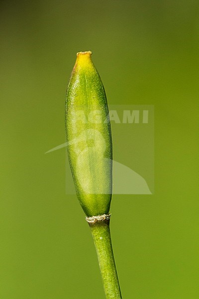 Wild Tulip seed box stock-image by Agami/Wil Leurs,