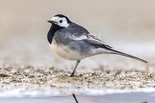 Pied Wagtail, Motacilla yarrelli, in Italy. stock-image by Agami/Daniele Occhiato,