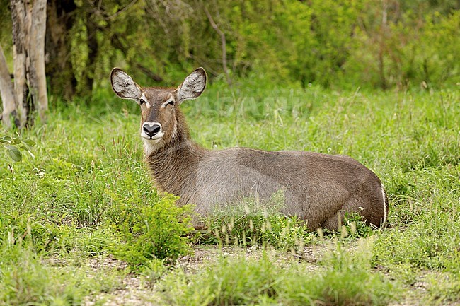 Waterbok liggend in het veld, Waterbuck laying in the field, stock-image by Agami/Walter Soestbergen,