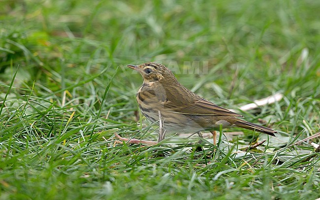 Bird was photographed on the 20 October 2020. stock-image by Agami/Kris de Rouck,