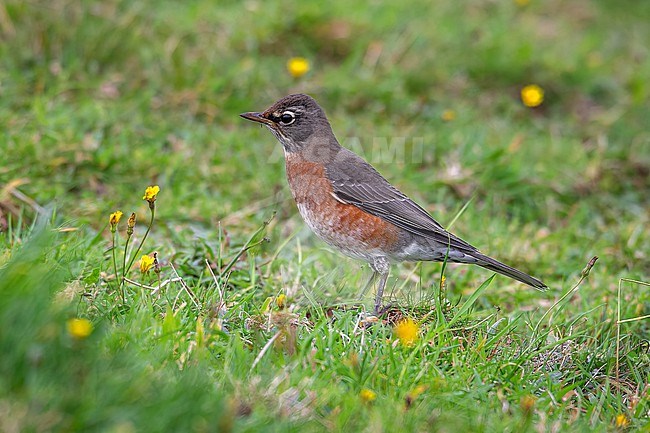 First winter American Robin (Turdus migratorus) sitting in Calçada Fields, Corvo, Azores, Portugal. stock-image by Agami/Vincent Legrand,