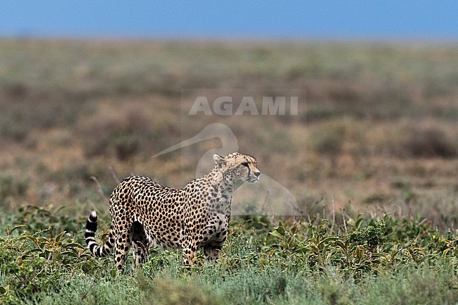 Portrait of a female cheetah, Acinonyx jubatus. Ndutu, Ngorongoro Conservation Area, Tanzania stock-image by Agami/Sergio Pitamitz,
