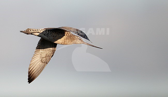 Rosse Grutto, Bar-tailed Godwit stock-image by Agami/Markus Varesvuo,