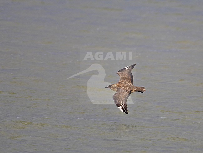 Great Skua flying; Grote Jager vliegend stock-image by Agami/Markus Varesvuo,