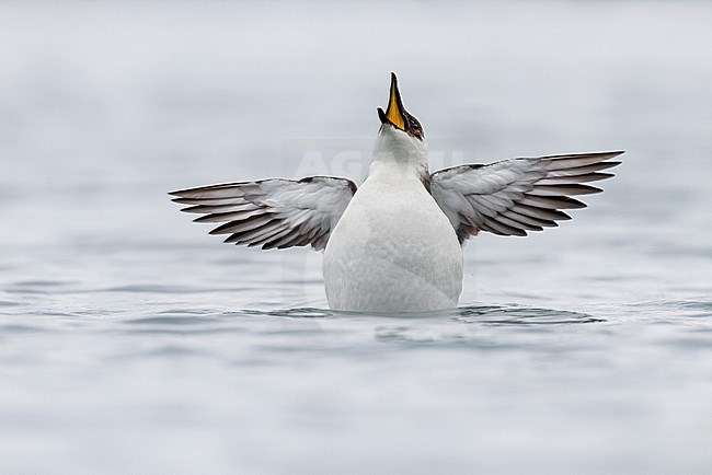 Wintering Razorbill (Alca torda) in Italy. Swimming in a harbour. stock-image by Agami/Daniele Occhiato,