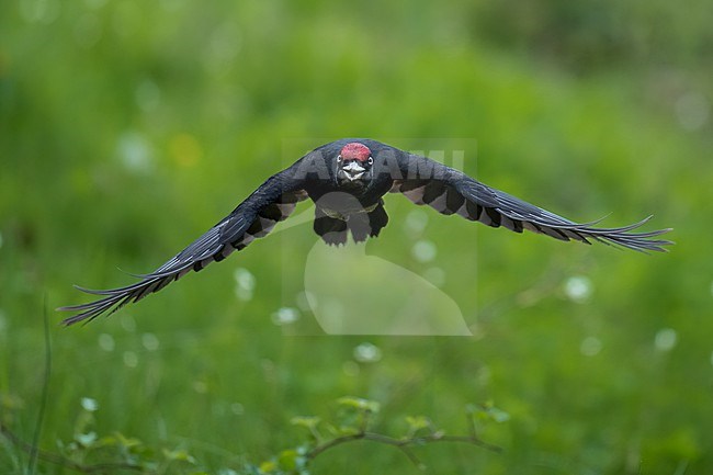 Black woodpecker (Dryocopus martius) in Spain, flying to the next tree against a green background. stock-image by Agami/Marcel Burkhardt,