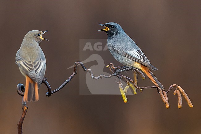 Black Redstart; Phoenicurus ochruros ssp. gibraltariensis stock-image by Agami/Daniele Occhiato,