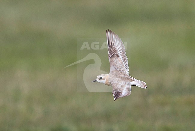 Lesser Sand Plover - Mongolenregenpfeifer - Charadrius mongolus ssp. pamirensis, Kyrgyzstan, adult female stock-image by Agami/Ralph Martin,