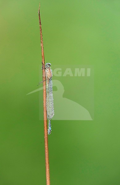 Lantaarntje; Blue-tailed Damselfly stock-image by Agami/Walter Soestbergen,