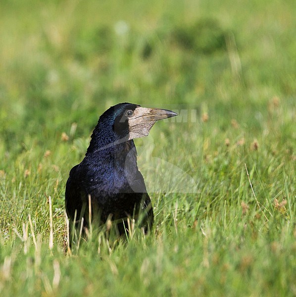 Roek, Rook, Corvus frugilegus ssp. frugilegus, Germany, adult stock-image by Agami/Ralph Martin,