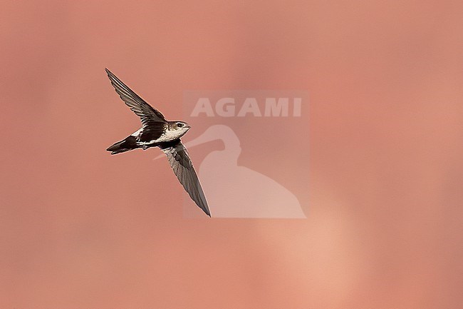 White-throated Swift (Aeronautes saxatalis)  in flight in USA stock-image by Agami/Dubi Shapiro,