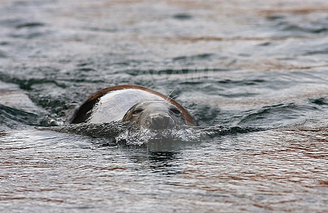 Grey Seal (Halichoerus grypus) swimming straight ahead. stock-image by Agami/Jacques van der Neut,
