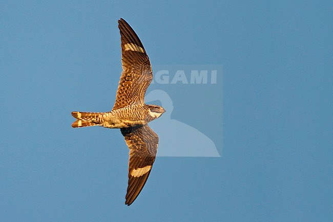 Common Nighthawk (Chordeiles minor) flying overhead at dusk in Riding Mountain National Park in Manitoba, Canada. stock-image by Agami/Glenn Bartley,