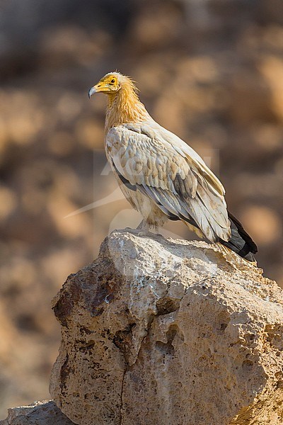 Egyptian Vulture, Adult standing on a rock, Qurayyat, Muscat Governorate, Oman (Neophron percnopterus) stock-image by Agami/Saverio Gatto,