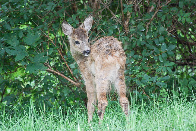 Roe deer (Capreolus capreolus), fawn grooming, against a bush as background, in Sweden. stock-image by Agami/Sylvain Reyt,