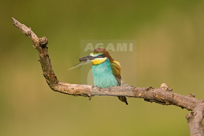 Bijeneter zittend met prooi; European Bee-eater perched with prey stock-image by Agami/Marc Guyt,