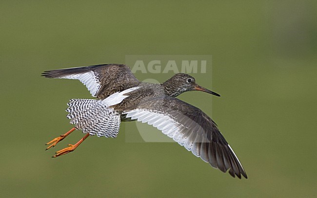 Common Redshank flying; Tureluur vliegend stock-image by Agami/Marc Guyt,