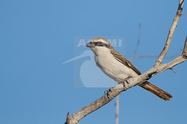 Turkestan Shrike - Turkestanwürger - Lanius phoenicuroides, Kazakhstan, adult male stock-image by Agami/Ralph Martin,