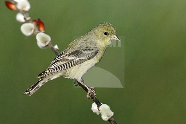 Adult female
Kern Co., CA
March 2005 stock-image by Agami/Brian E Small,