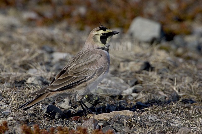 Strandleeuwerik; Horned Lark stock-image by Agami/Daniele Occhiato,