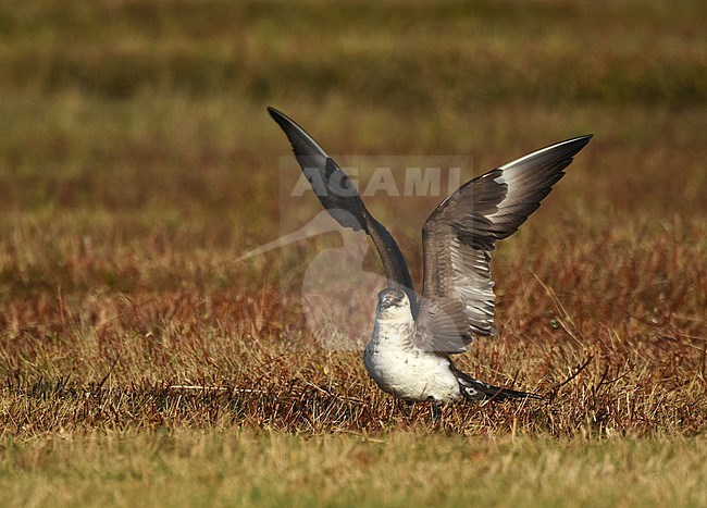 Arctic Skua (Stercorarius parasiticus) adult moulting to winter plumage stock-image by Agami/Laurens Steijn,