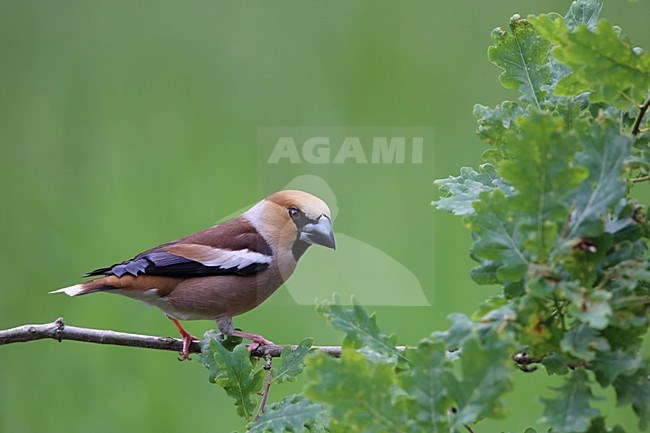 appelvink in een eik stock-image by Agami/Chris van Rijswijk,