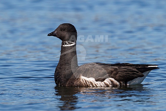 Adult
San Diego Co., CA
December 2012 stock-image by Agami/Brian E Small,