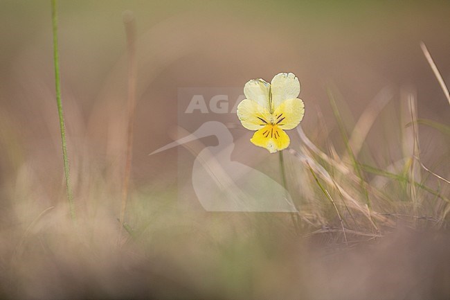 Detail van Zinkviooltje, Closeup of Mountain Pansy stock-image by Agami/Wil Leurs,