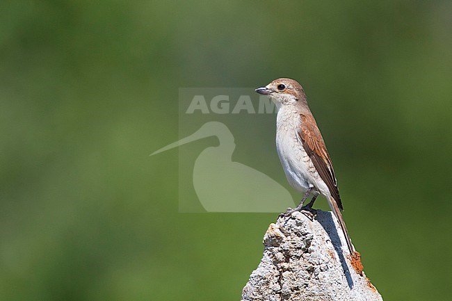 Female Red-backed Shrike (Lanius collurio) in Bulgaria. stock-image by Agami/Harvey van Diek,