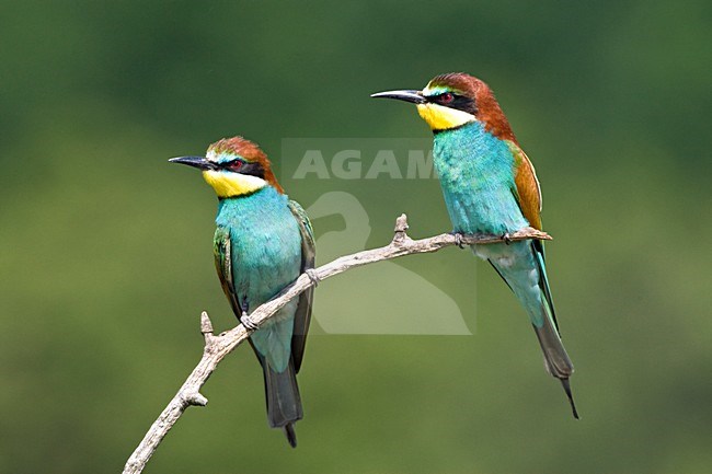 Bijeneter paar zittend; European Bee-eater pair perched stock-image by Agami/Marc Guyt,