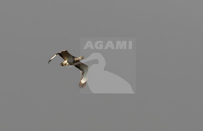 Vliegende Oostelijke Kraagtrap; Flying Macqueen's Bustard (Chlamydotis macqueeni) stock-image by Agami/James Eaton,