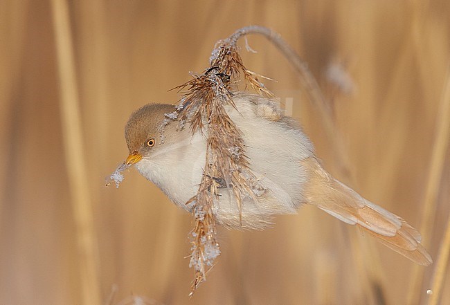 Baardman, Bearded Reedling stock-image by Agami/Markus Varesvuo,