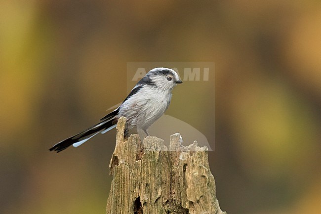 Staartmees zittend op stronk; Long-tailed tit sitting on pearch;  Schwanzmeise; Aegithalos caudatus stock-image by Agami/Walter Soestbergen,