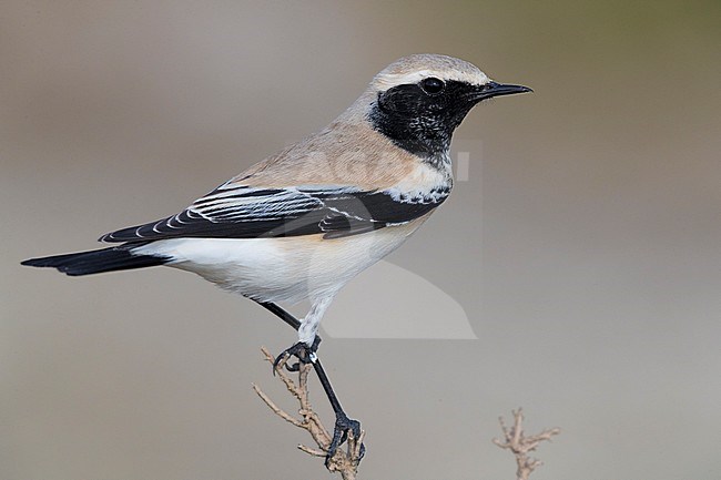 Desert Wheatear (Oenanthe deserti), adult perched on the top of a bush stock-image by Agami/Saverio Gatto,