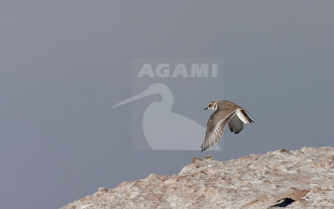 Adult winter Kentish Plover (Charadrius alexandrinus) during autumn at the coast of Andalusia in southern Spain. stock-image by Agami/Marc Guyt,