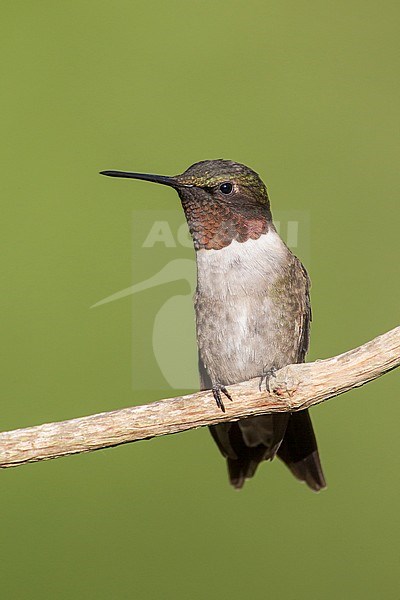 Adult male
Galveston Co., TX
April 2012 stock-image by Agami/Brian E Small,