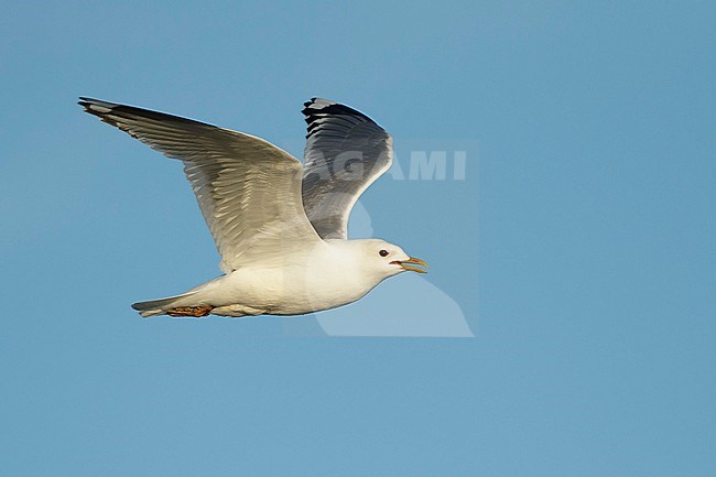 Adult breeding Short-billed Gull, Larus brachyrhynchus, during spring in Alaska, United States. stock-image by Agami/Brian E Small,